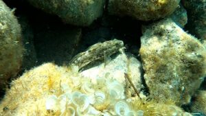 Goby – Gobiidae