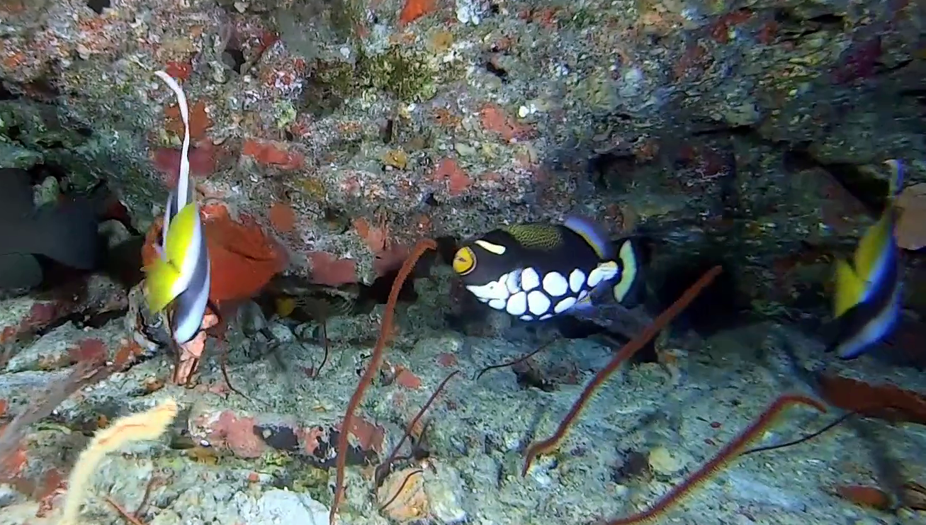 Il pesce Balestra Pagliaccio - The Clown Triggerfish - Balistoides conspicillum - intotheblue.it