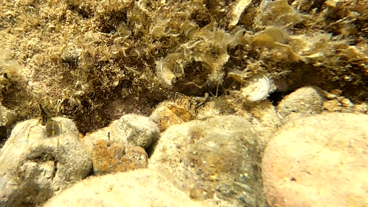 Gamberetto di porto o delle rocce - Palaemon elegans