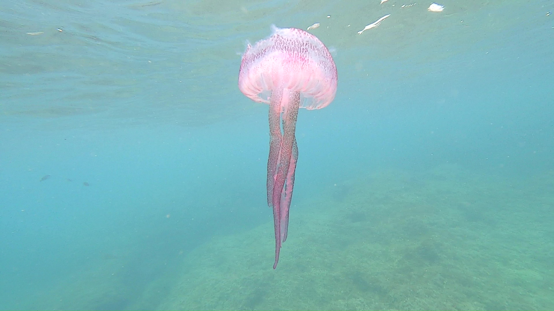 Mauve stinger - Pelagia noctiluca