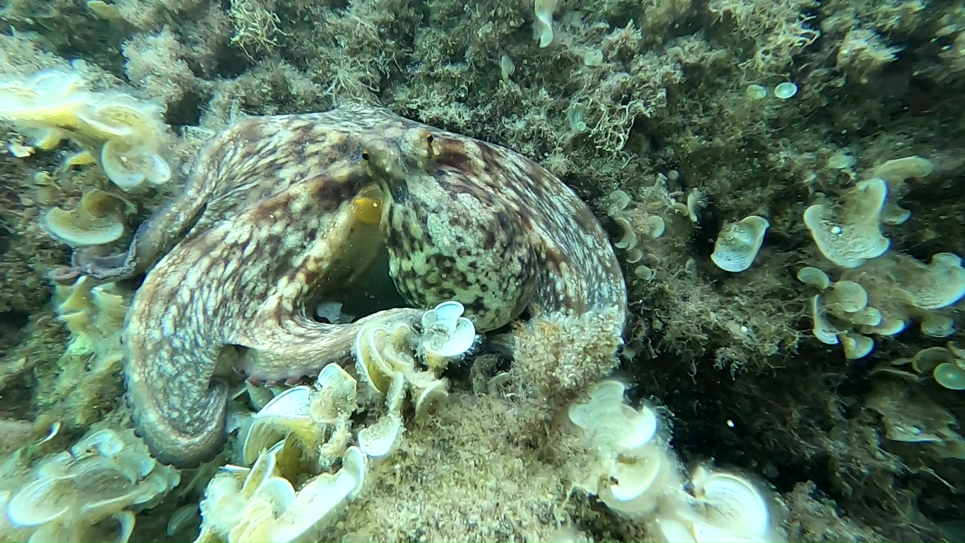 Polpo Mimetismo Octopus Mimicry intotheblue.it