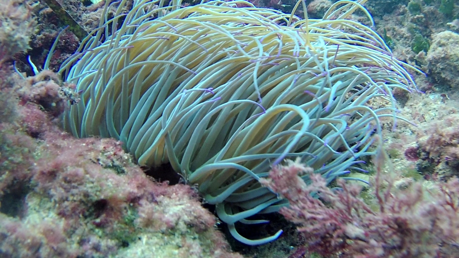 Anemone di Mare Anemonia sulcata capelli di Venere Mediterranean sea Anemone Venus hair intotheblue.it