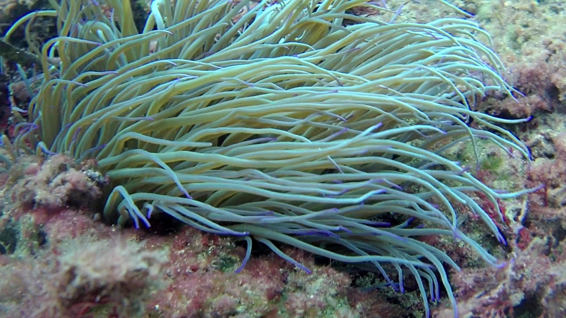 Anemone di Mare Anemonia sulcata capelli di Venere Mediterranean sea Anemone Venus hair intotheblue.it