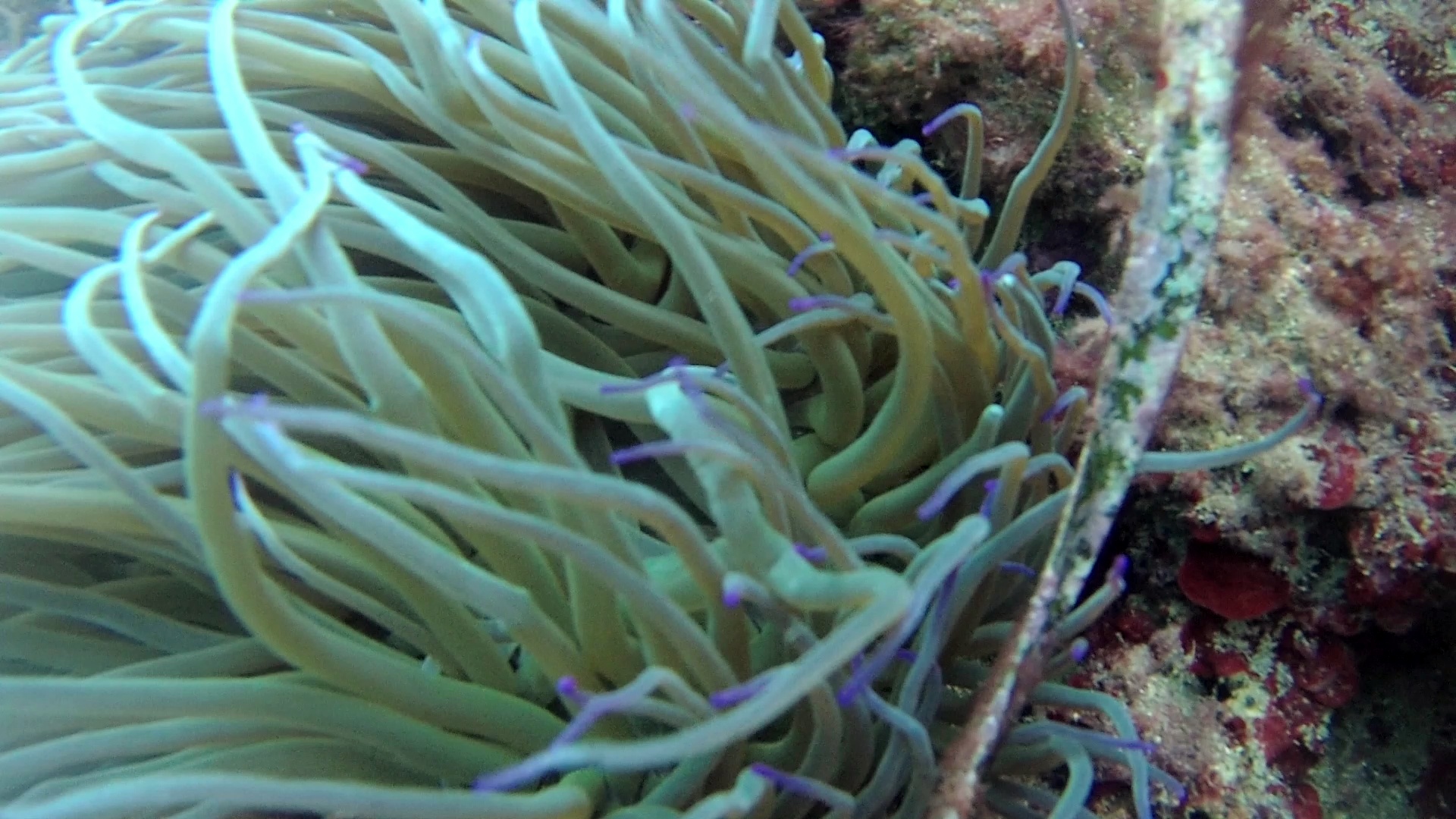 Anemone di Mare Anemonia sulcata capelli di Venere Mediterranean sea Anemone Venus hair intotheblue.it