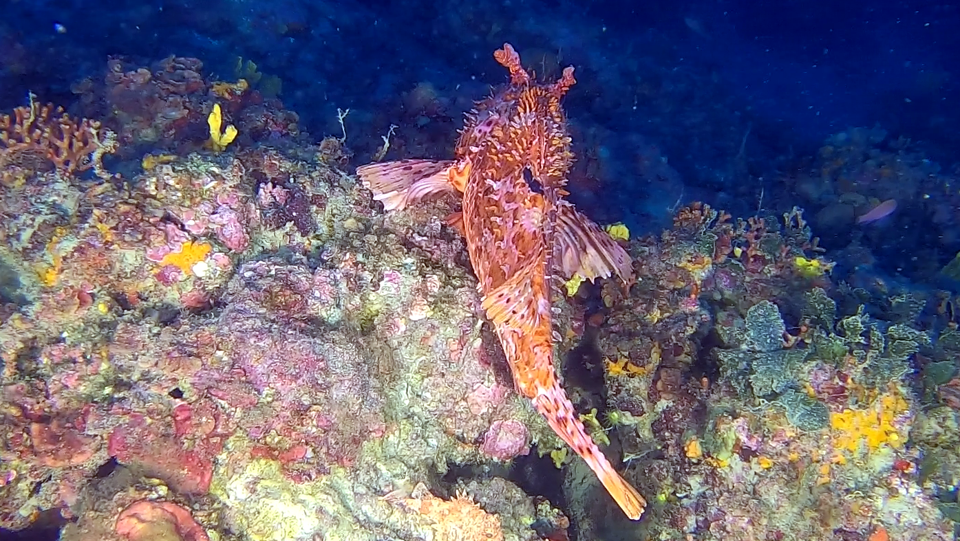 Scorfano Rosso Scorpaena scrofa Red Scorpionfish intotheblue.it