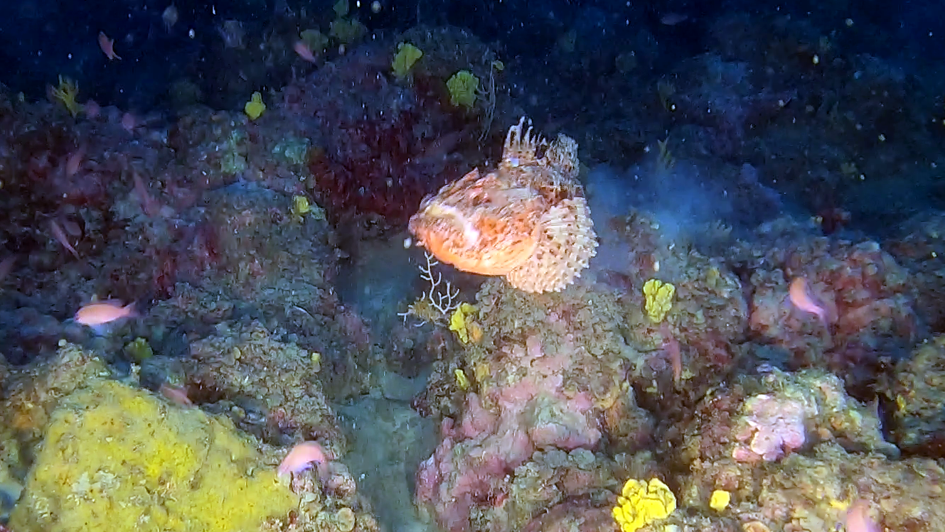 Scorfano Rosso Scorpaena scrofa Red Scorpionfish intotheblue.it