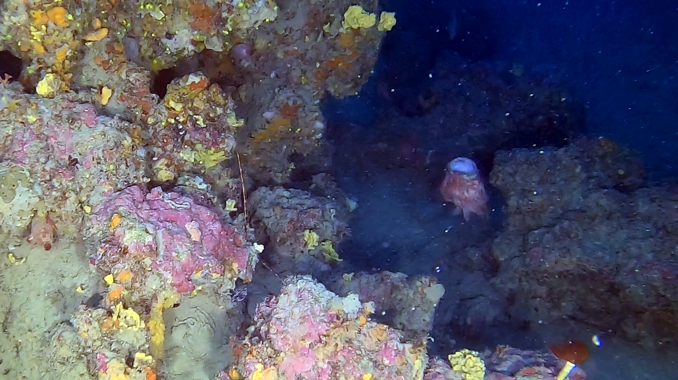 Scorfano Rosso Scorpaena scrofa Red Scorpionfish intotheblue.it