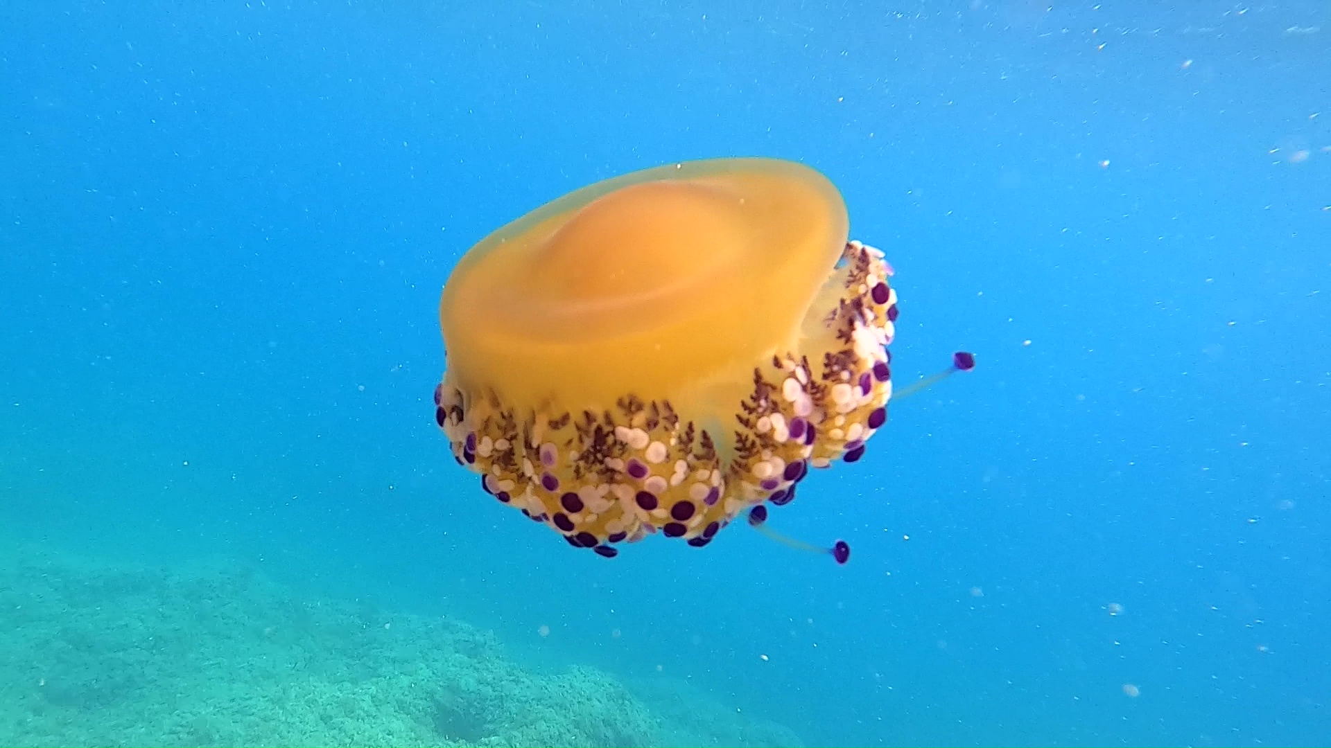 Mediterranean jellyfish - Fried egg jellyfish