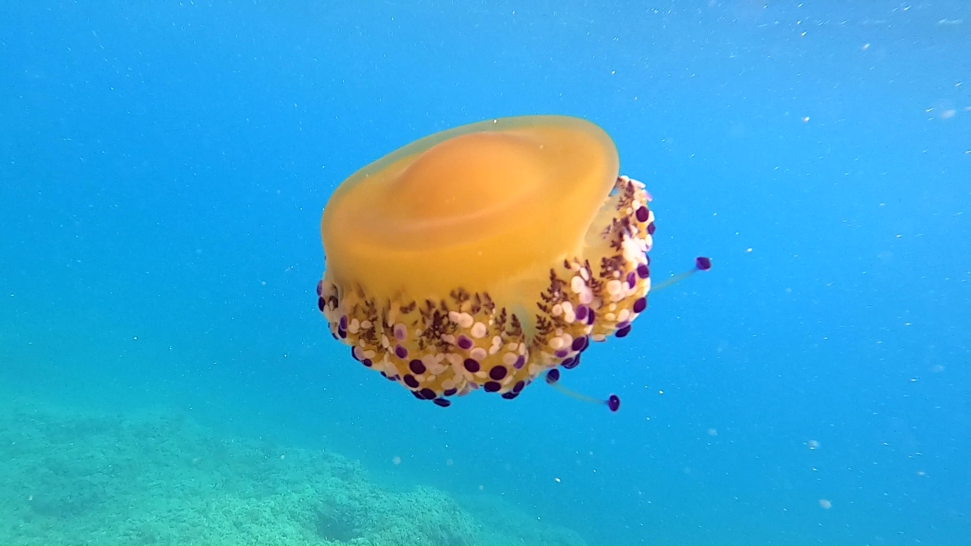 Medusa Cassiopea mediterranea Mediterranean jellyfish Fried egg jellyfish Cotylorhiza tuberculata intotheblue.it