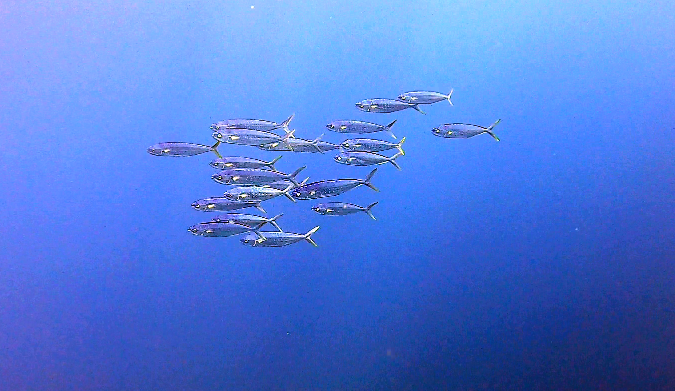 Corifena o Lampuga - Dorado or Mahi-mahi - Coryphaena hippurus - intotheblue.it