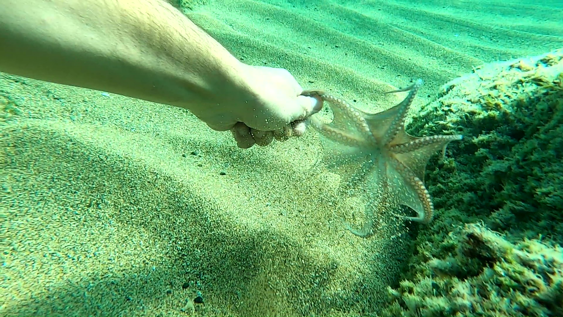 Polpo nella sabbia - Octopus in the sand - intotheblue.it