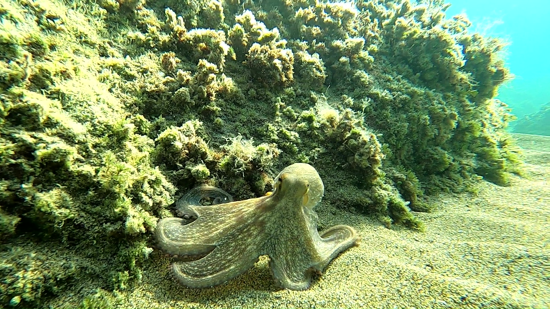 Polpo nella sabbia - Octopus in the sand - intotheblue.it