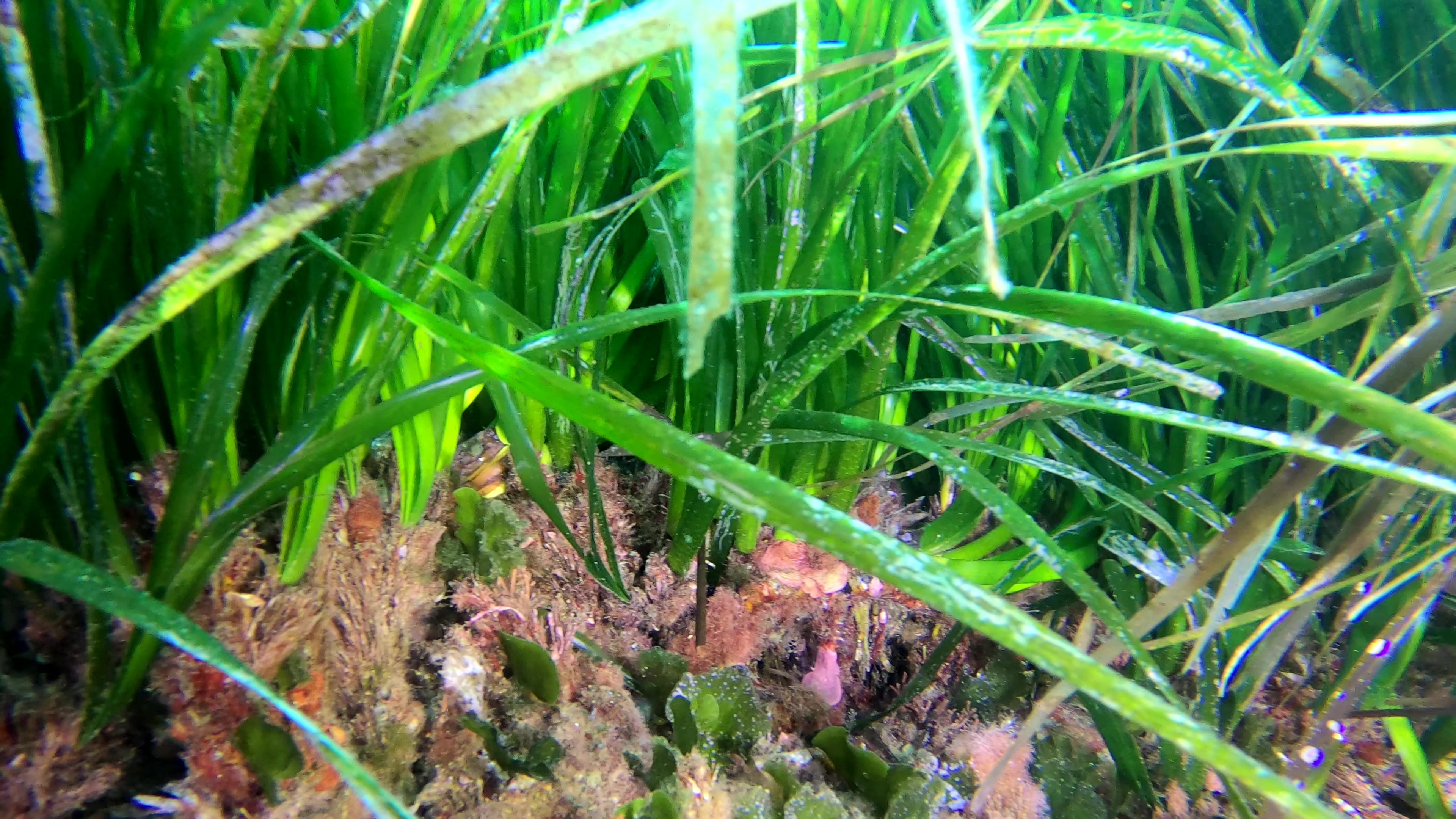 Rizoma - Rhizomes - Posidonia oceanica Neptune grass Mediterranean tapeweed - intotheblue.it