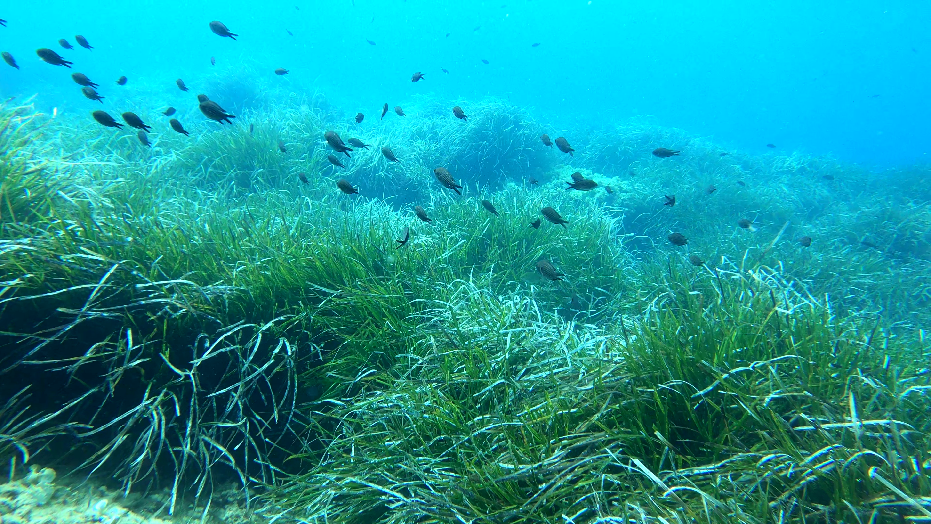 Oceanic Posidonia