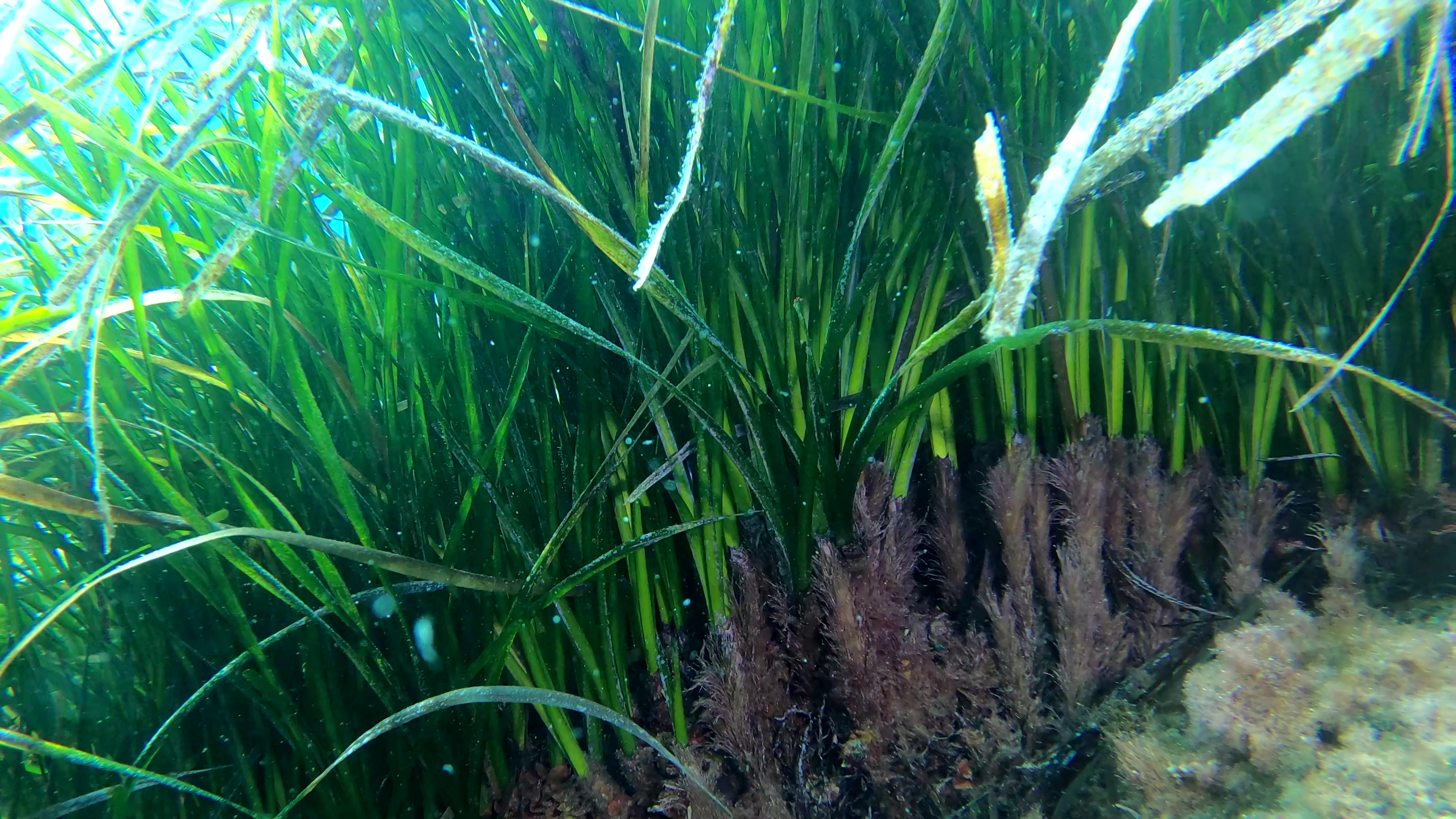 Rizoma - Rhizomes - Posidonia oceanica Neptune grass Mediterranean tapeweed - intotheblue.it