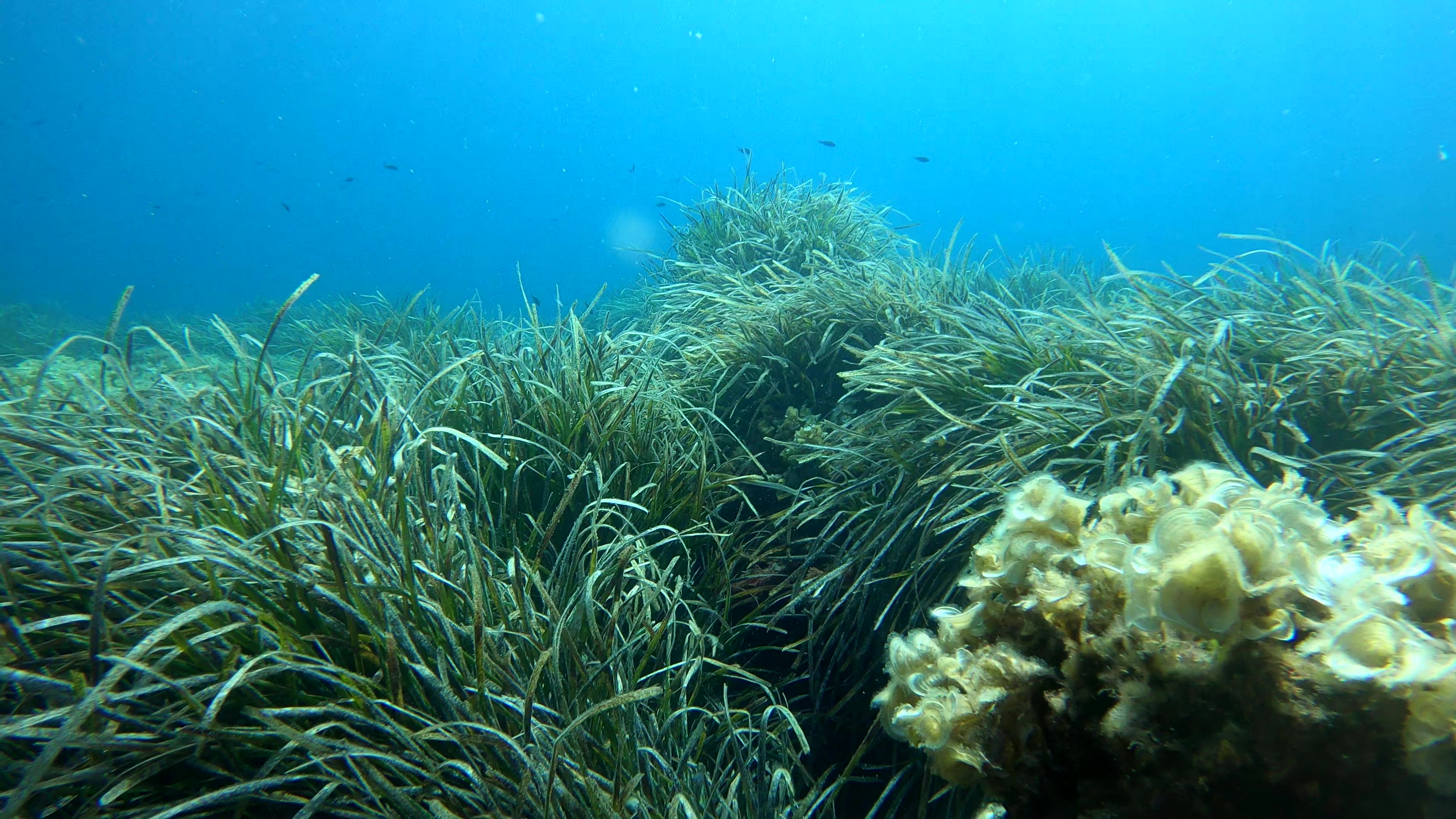 Posidonia oceanica Neptune grass meadow Mediterranean tapeweed - intotheblue.it