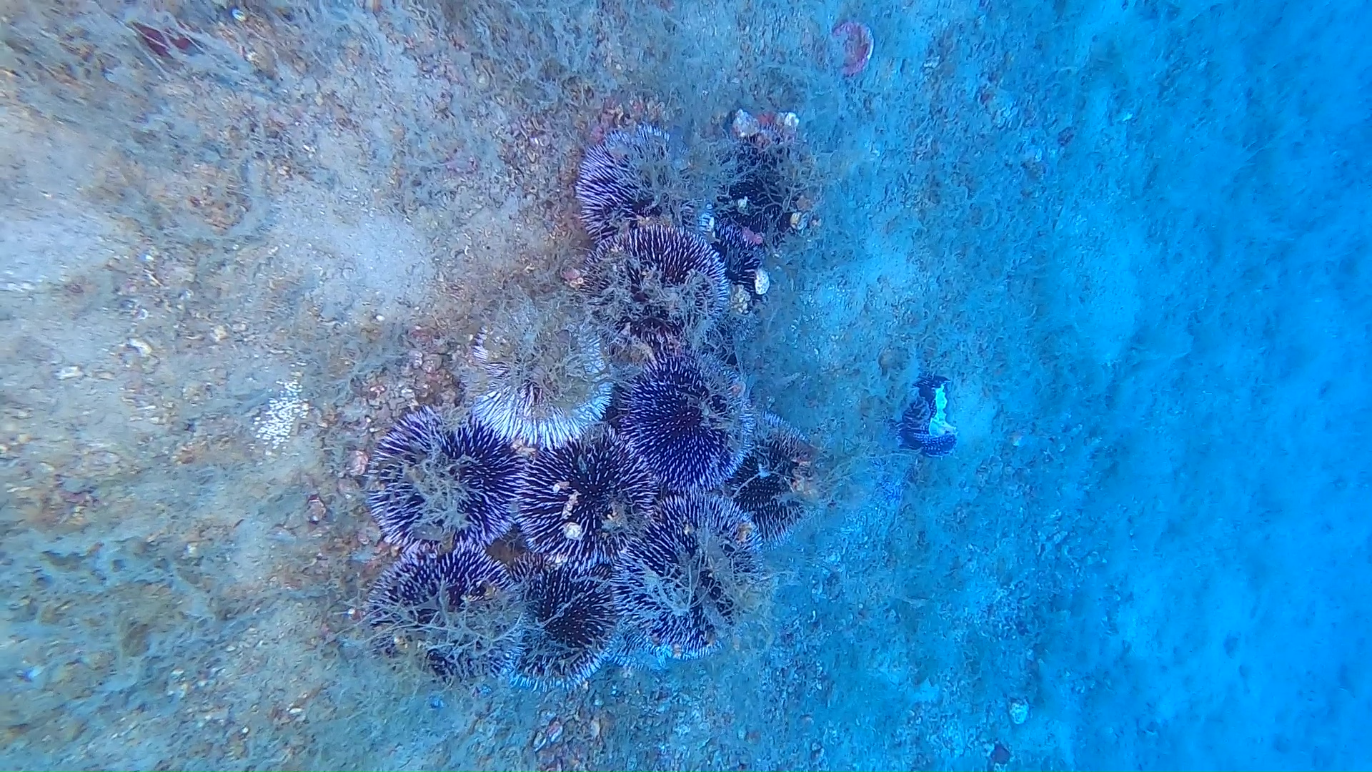 Riproduzione ricci di mare - Sea urchin reproduction - www.intotheblue.it
