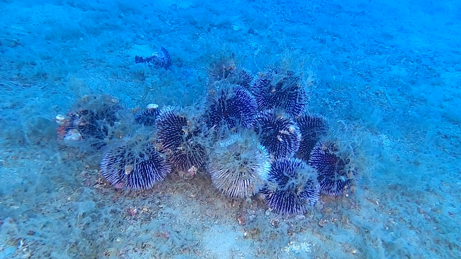 Riproduzione ricci di mare - Sea urchin reproduction - www.intotheblue.it