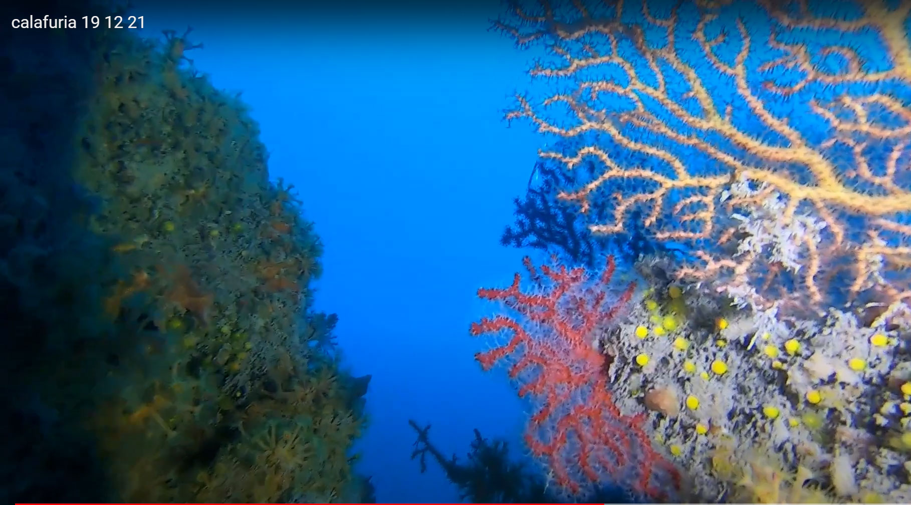 Scogliera coralligena - Coral reef - intotheblue.it