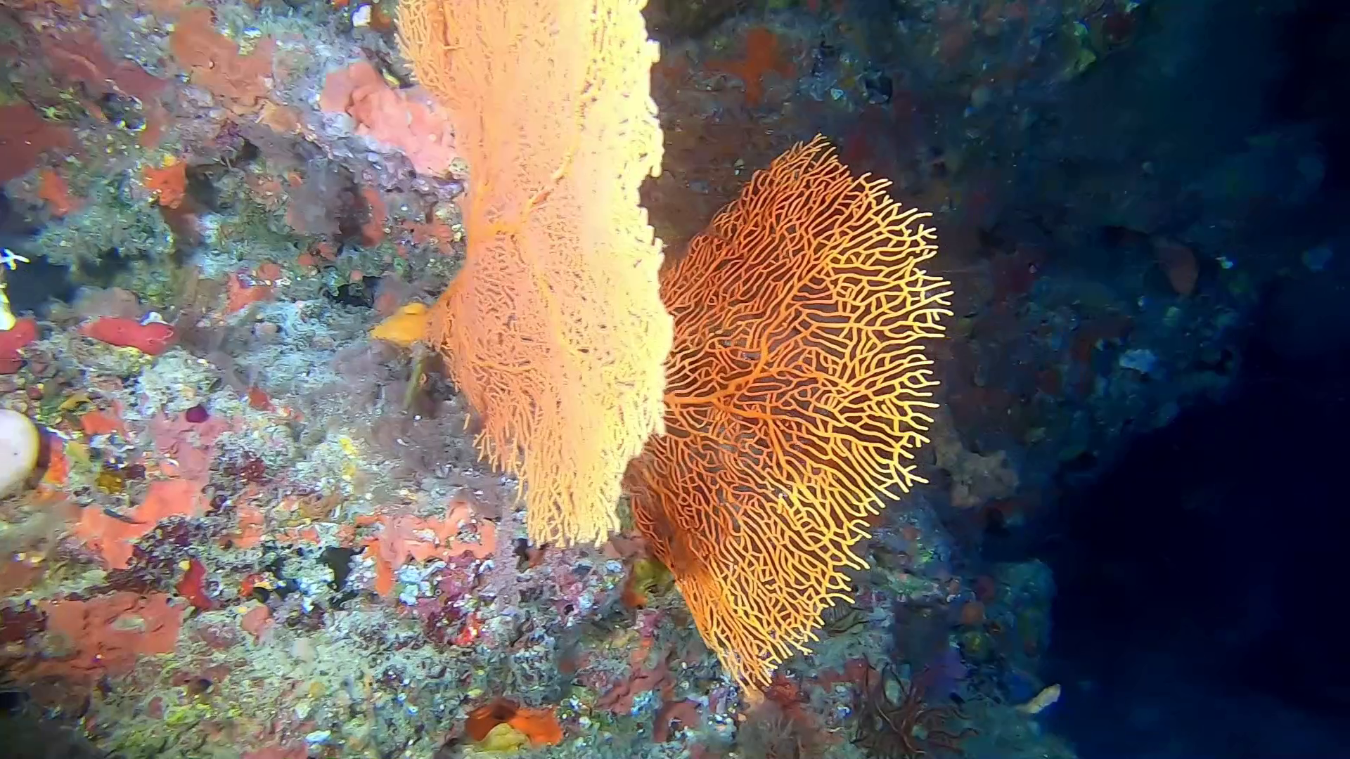 Gorgonia a Ventaglio gigante - Sea Whip coral - Subergorgia hiksoni - intotheblue.it