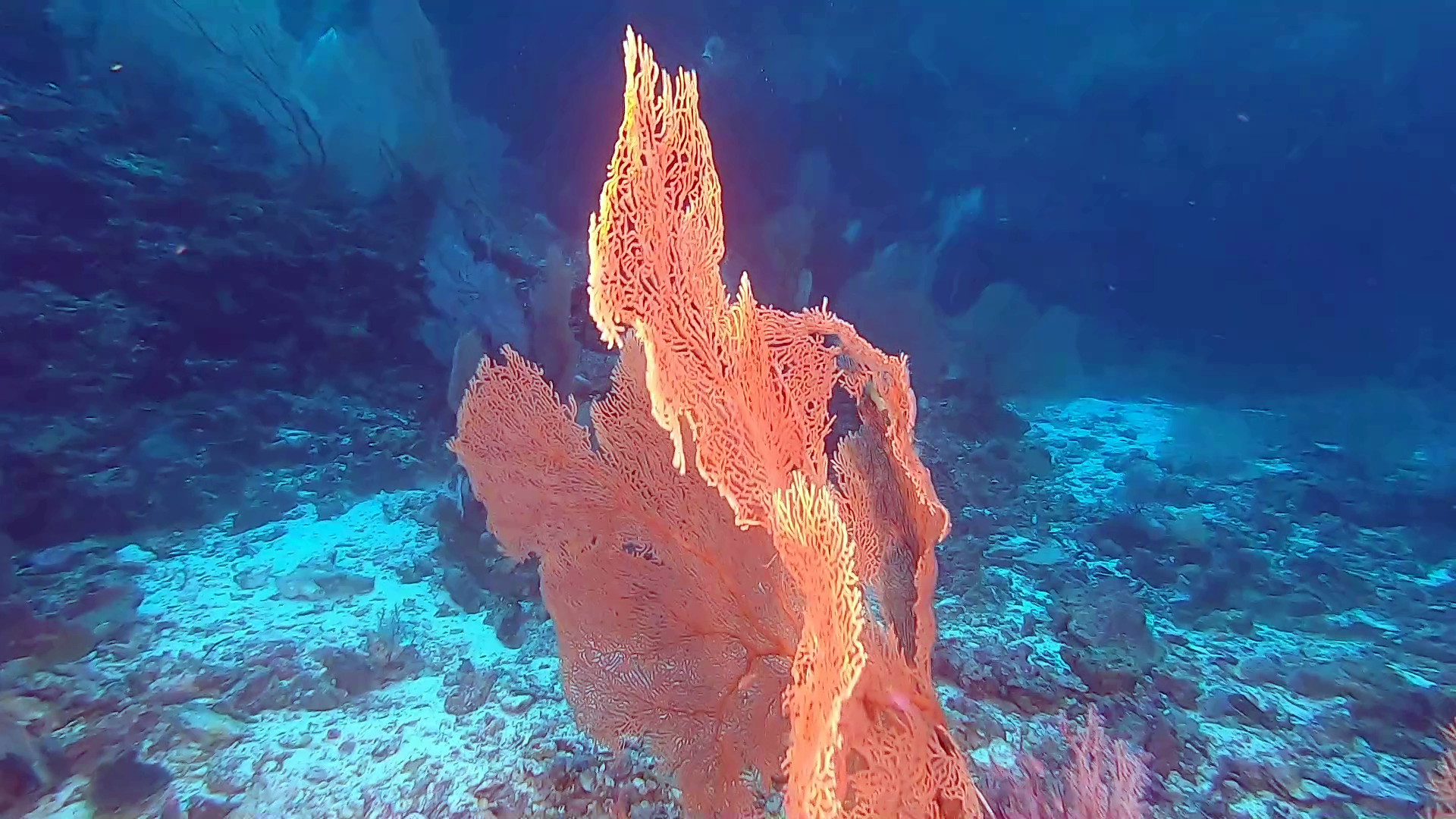 Gorgonia a Ventaglio gigante - Sea Whip coral - Subergorgia hiksoni - intotheblue.it