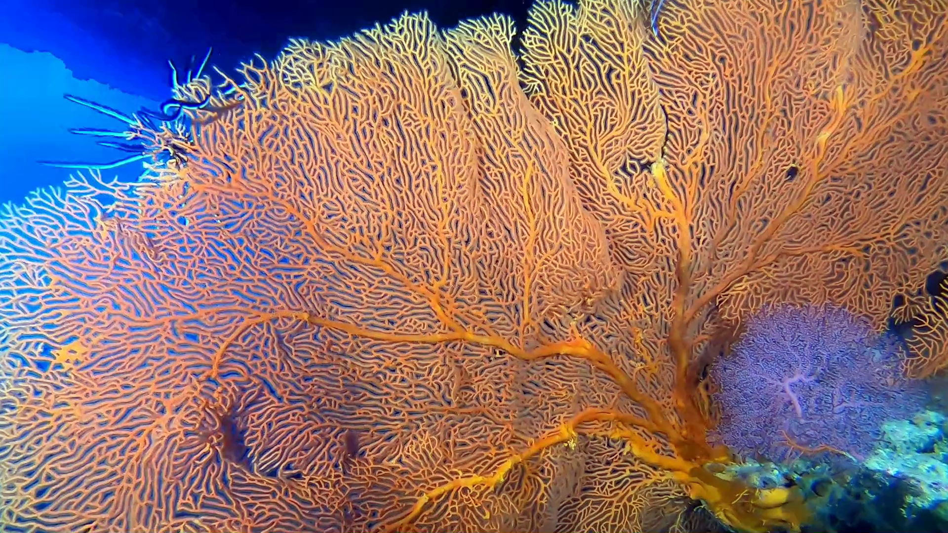 Sea Whip coral - Subergorgia hiksoni