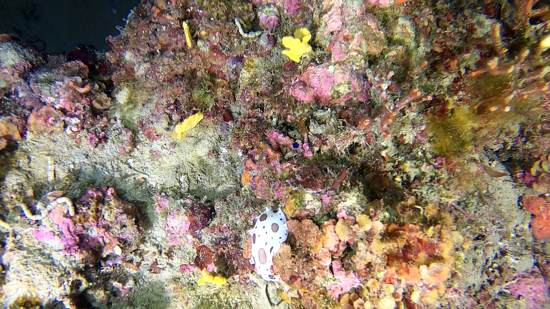 Peltodoris atromaculata - Discodoris atromaculata - Vacchetta di mare - Mucca di mare - Lumaca di mare maculata - Dotted sea slug - sea Cow - intotheblue.it