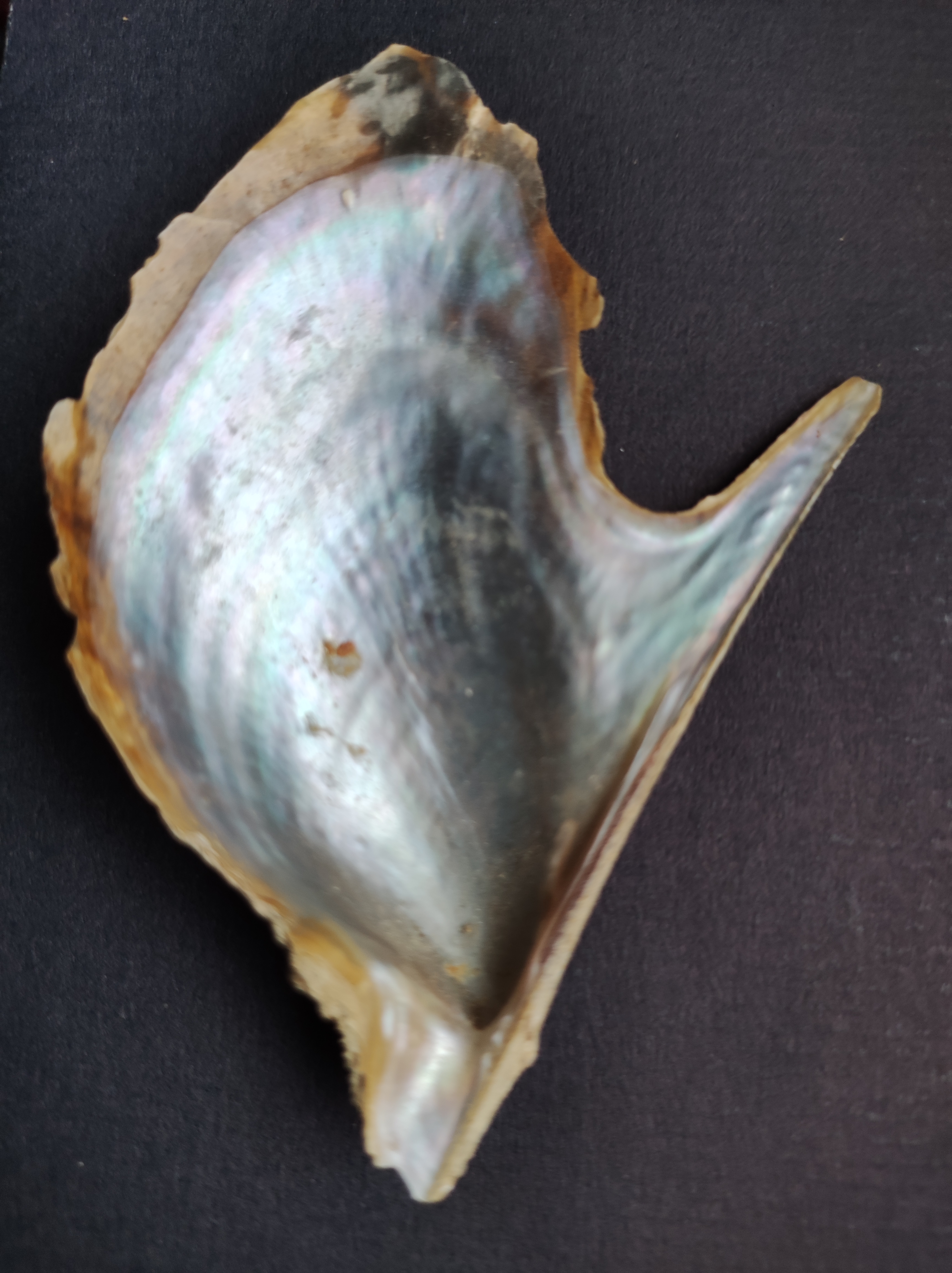 Ostrica alata interno in madreperla - Oyster Pteria hirundo internal part mother-of-pearl - intotheblue.it