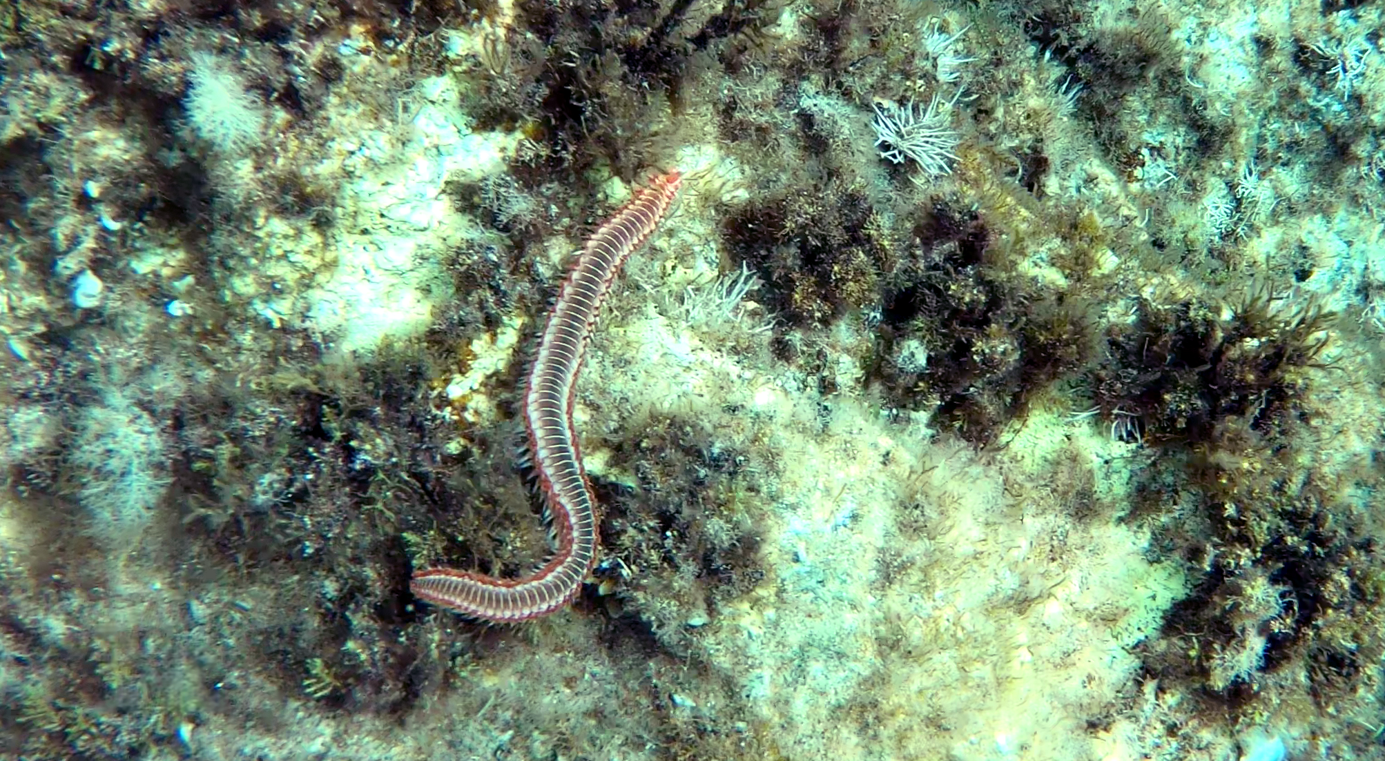 Vermocane - Hermodice carunculata - Bearded fireworm - Verme cane - Verme di fuoco - Verme di mare - intotheblue.it