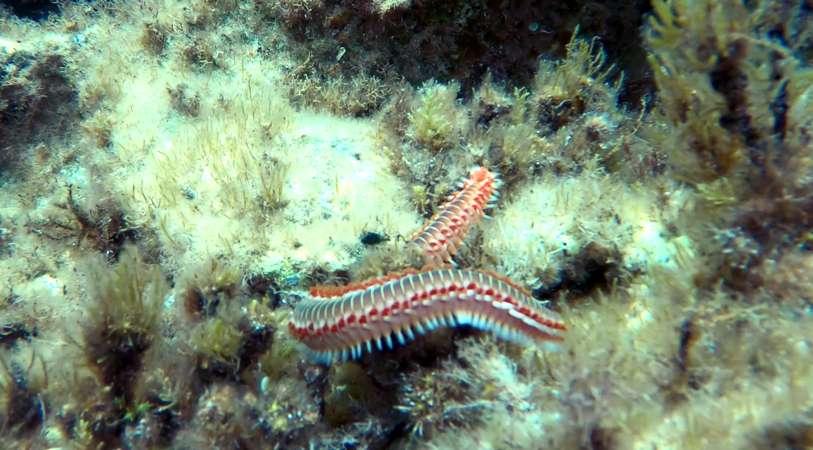 Vermocane - Hermodice carunculata - Bearded fireworm - Verme cane - Verme di fuoco - Verme di mare - intotheblue.it