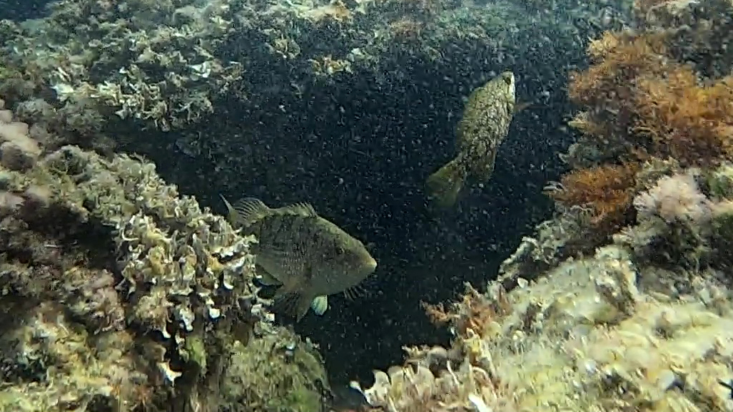 Labrus viridis - Green wrasse