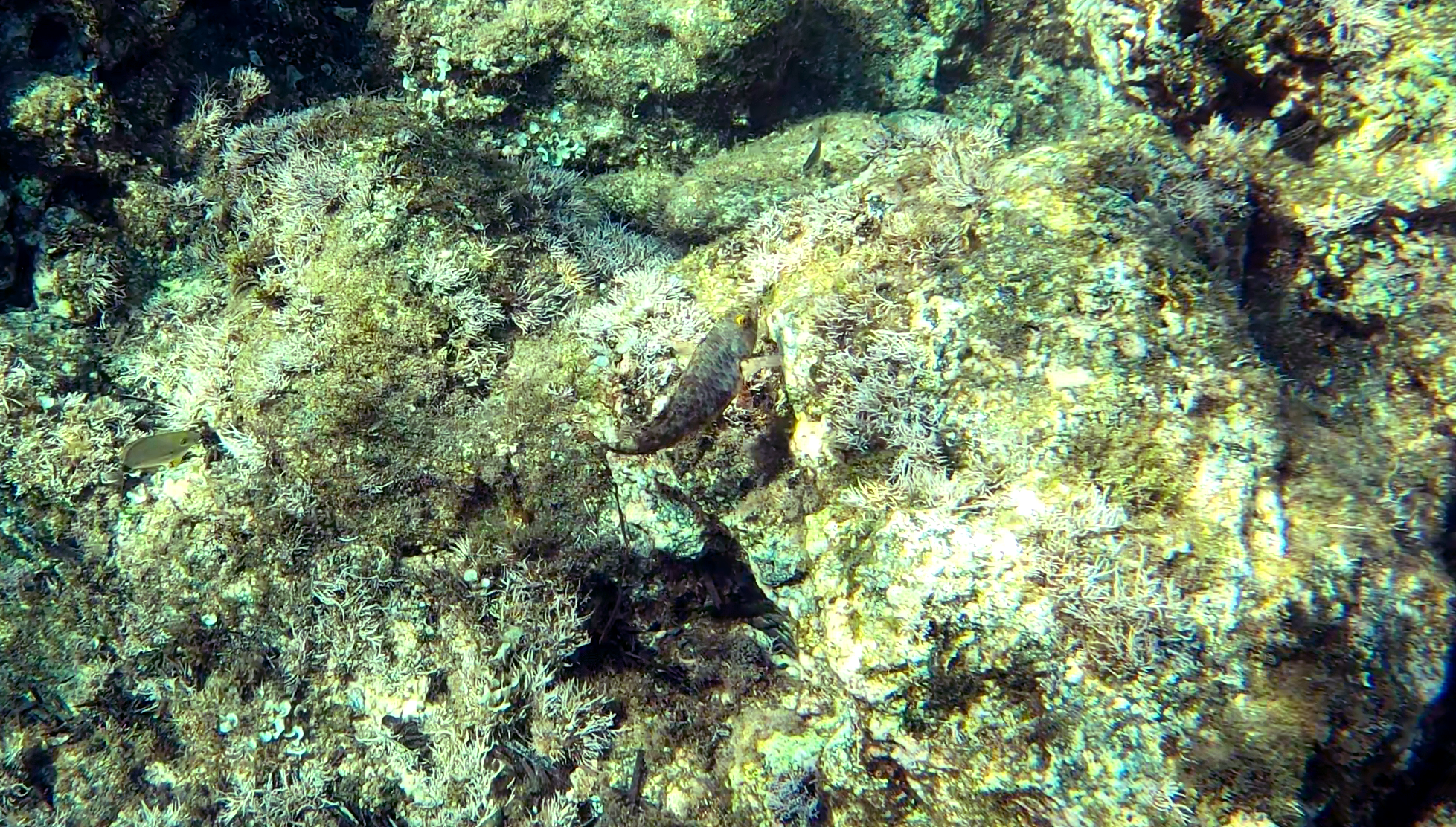 Pesce Pappagallo del Mediterraneo in fase giovanile - Iuvenile stage of mediterranean Parrotfish - Sparisoma cretense - intotheblue.it