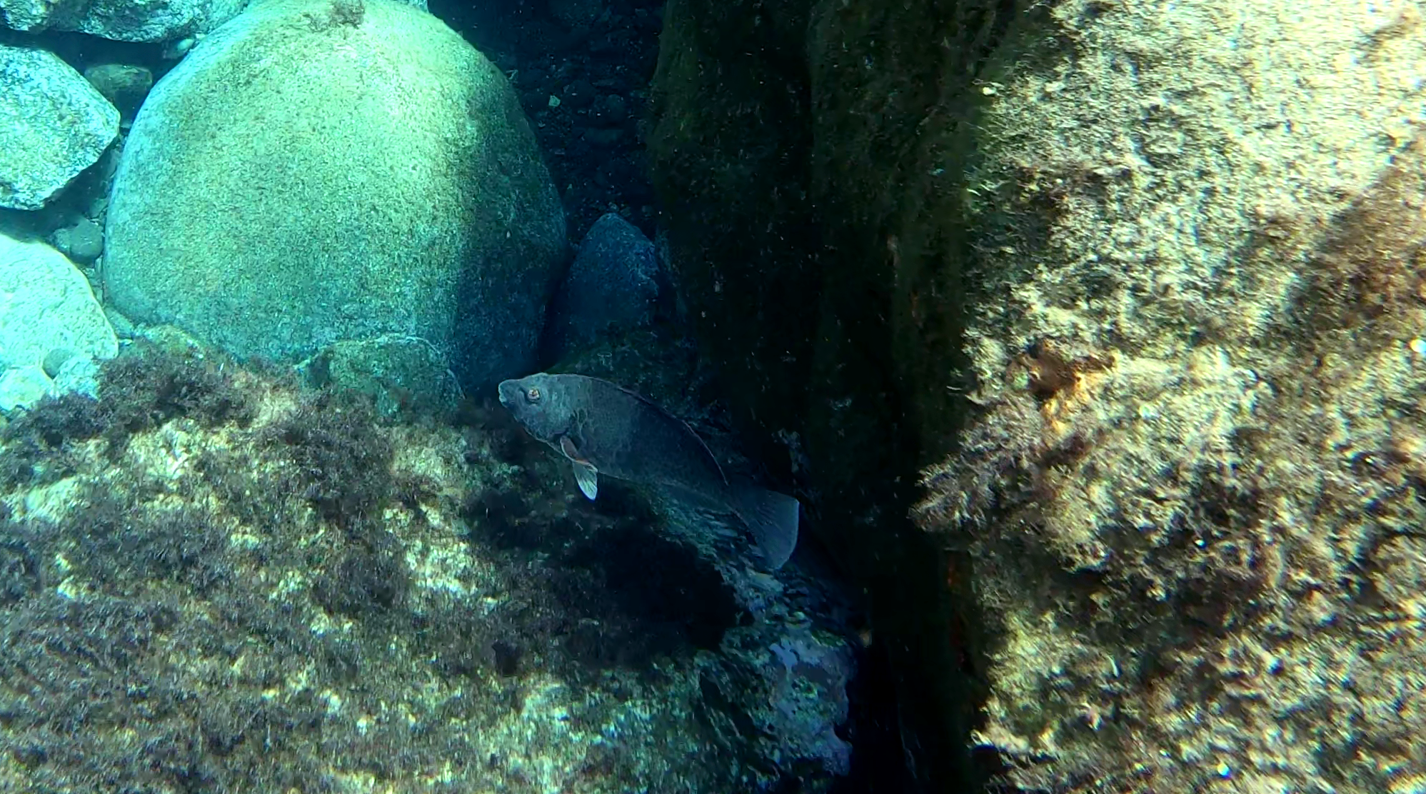 Pesce Pappagallo mediterraneo maschio - Male mediterranean Parrotfish - Sparisoma cretense - intotheblue.it