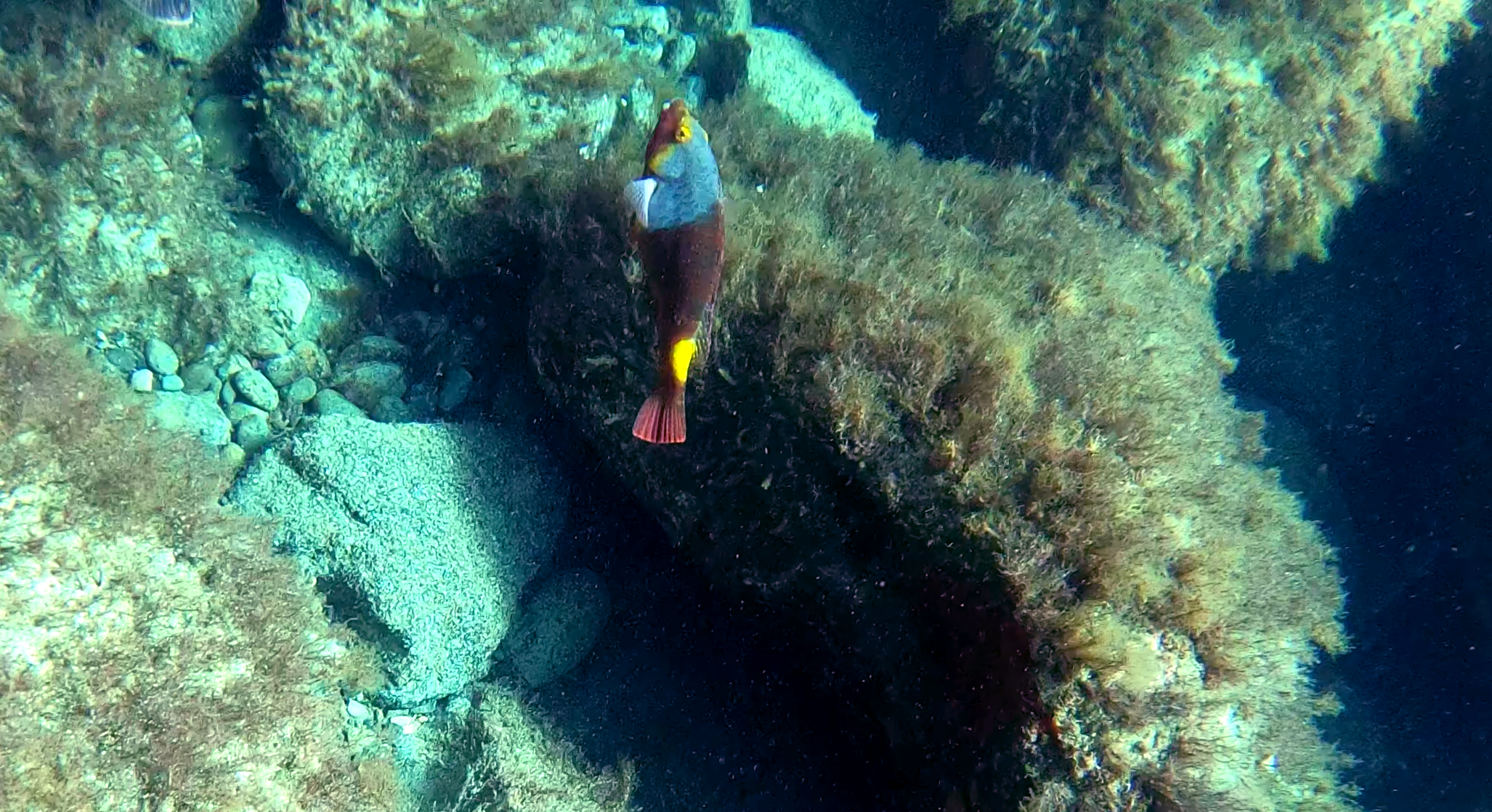 Pesce Pappagallo mediterraneo femmina - Female mediterranean Parrotfish - Sparisoma cretense - intotheblue.it
