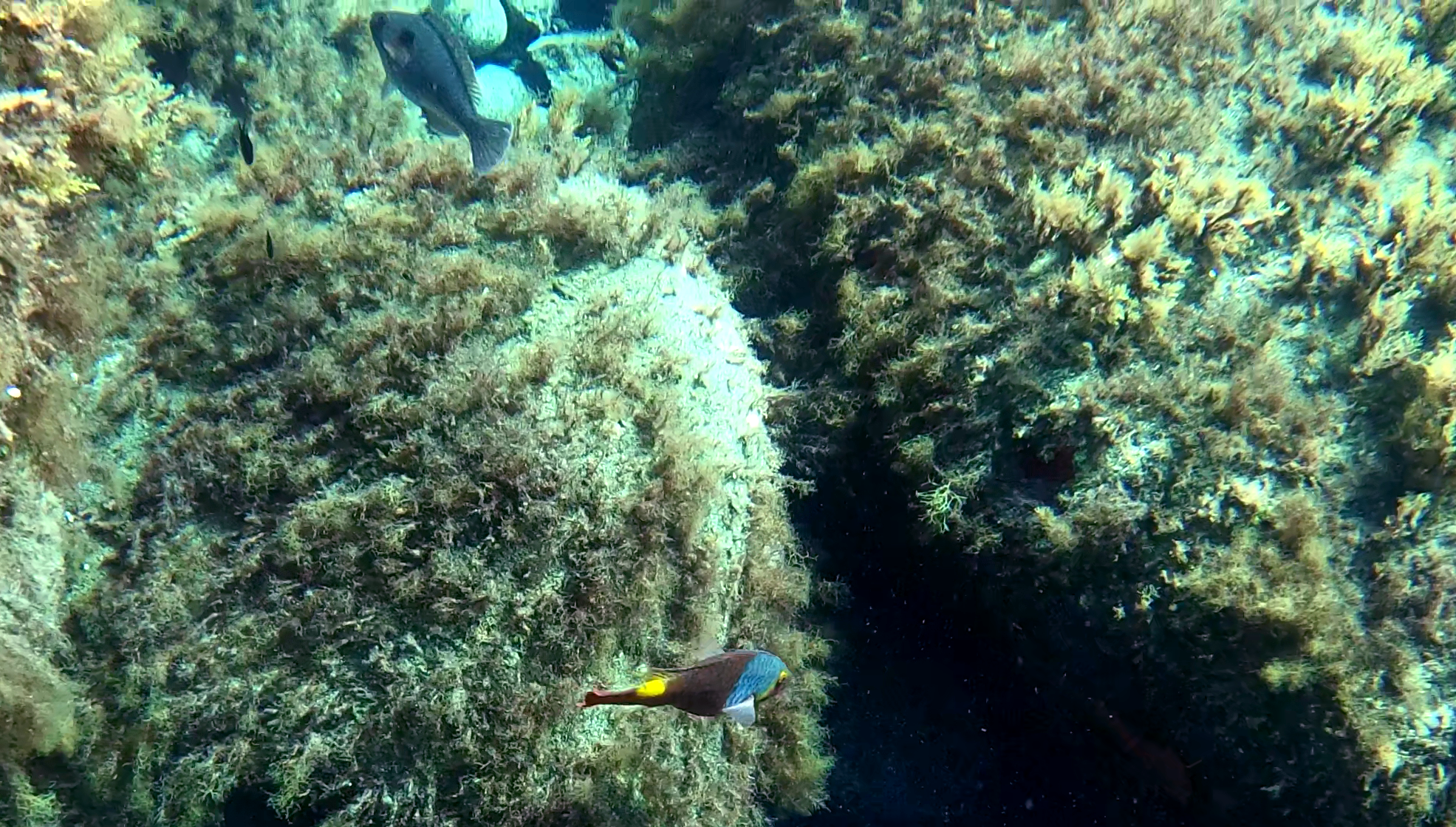 Pesce Pappagallo mediterraneo maschio e femmina - Male and female mediterranean Parrotfish - Sparisoma cretense -intotheblue.it