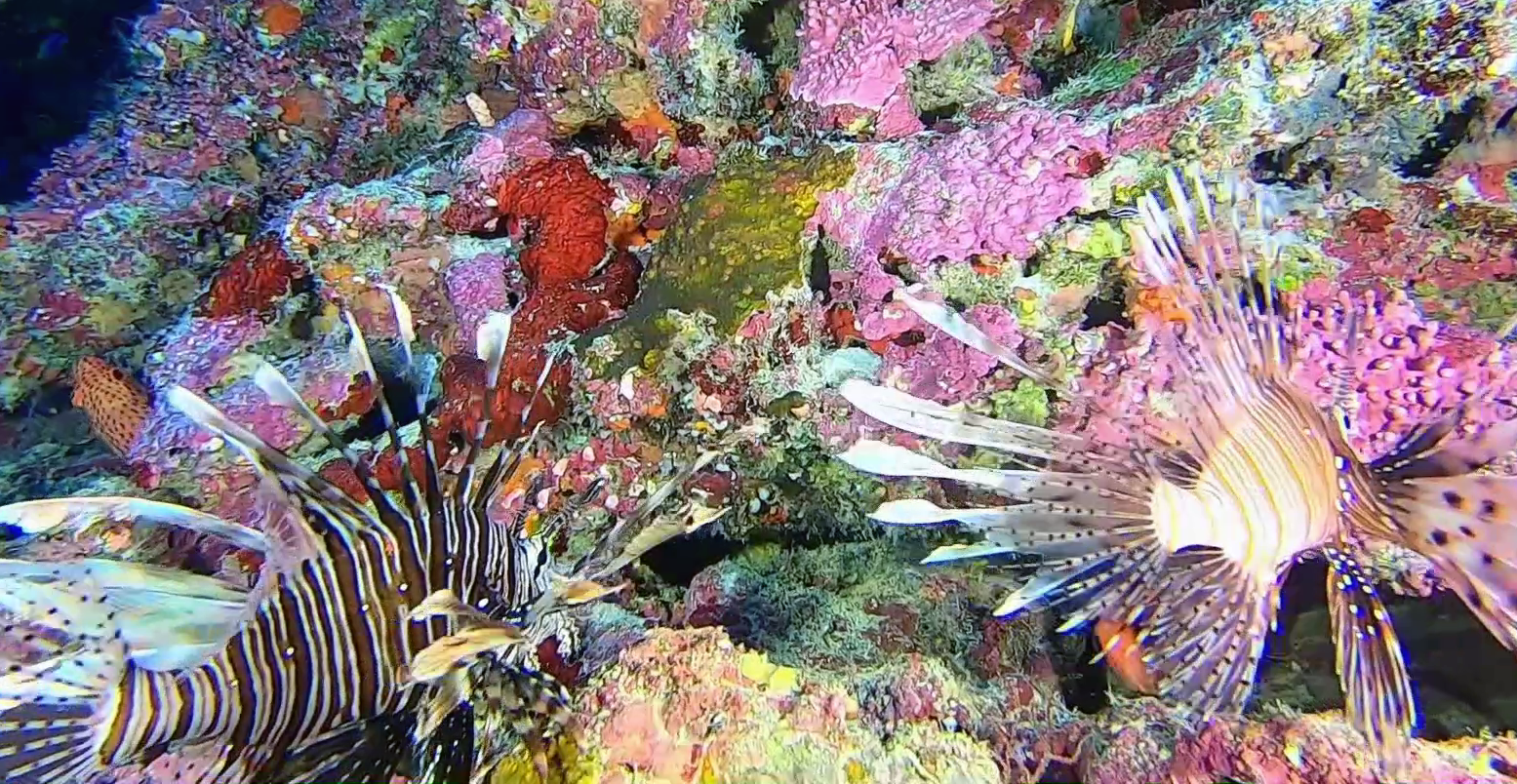 Pesce Scorpione - Pesce Leone - Pterois volitans - Scorpena volante - Red Lionfish - intotheblue.it