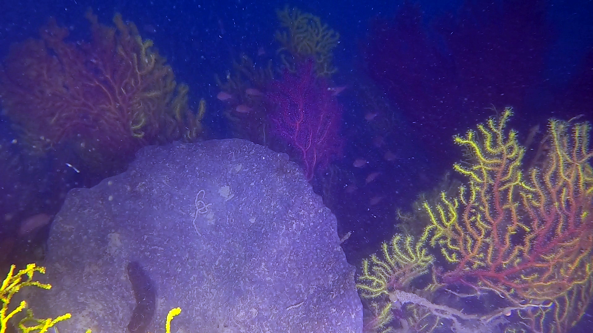 Spongia agaricina - Spongia lamella - Spugna Orecchia d’elefante - Elephant Ear sponge - intotheblue.it