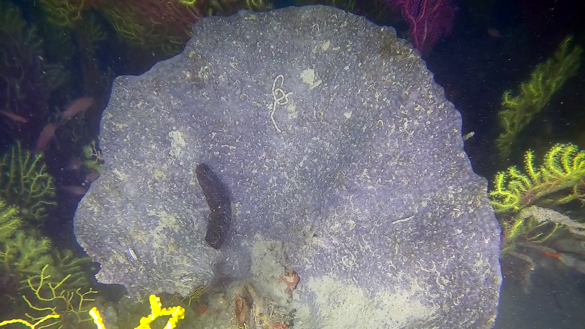 Spongia agaricina - Spongia lamella - Spugna Orecchia d’elefante - Elephant Ear sponge - intotheblue.it