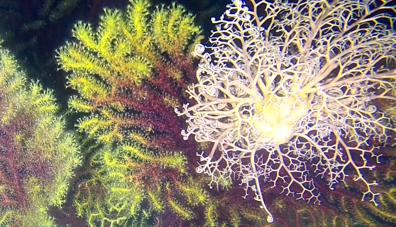 Basket Star on Gold coral - Astrospartus. mediterraneus - Stella Gorgone su Savalia savaglia - www.intotheblue.it