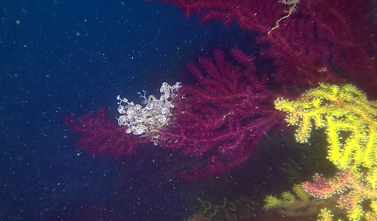 Basket Star on Violescent sea-whip - Astrospartus. mediterraneus - Stella Gorgone su Paramuricea clavata - www.intotheblue.it