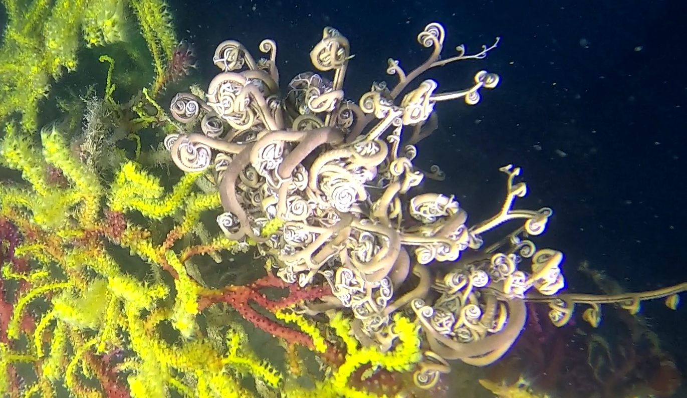 Basket Star on Gold coral - Astrospartus. mediterraneus - Stella Gorgone su Savalia savaglia - www.intotheblue.it