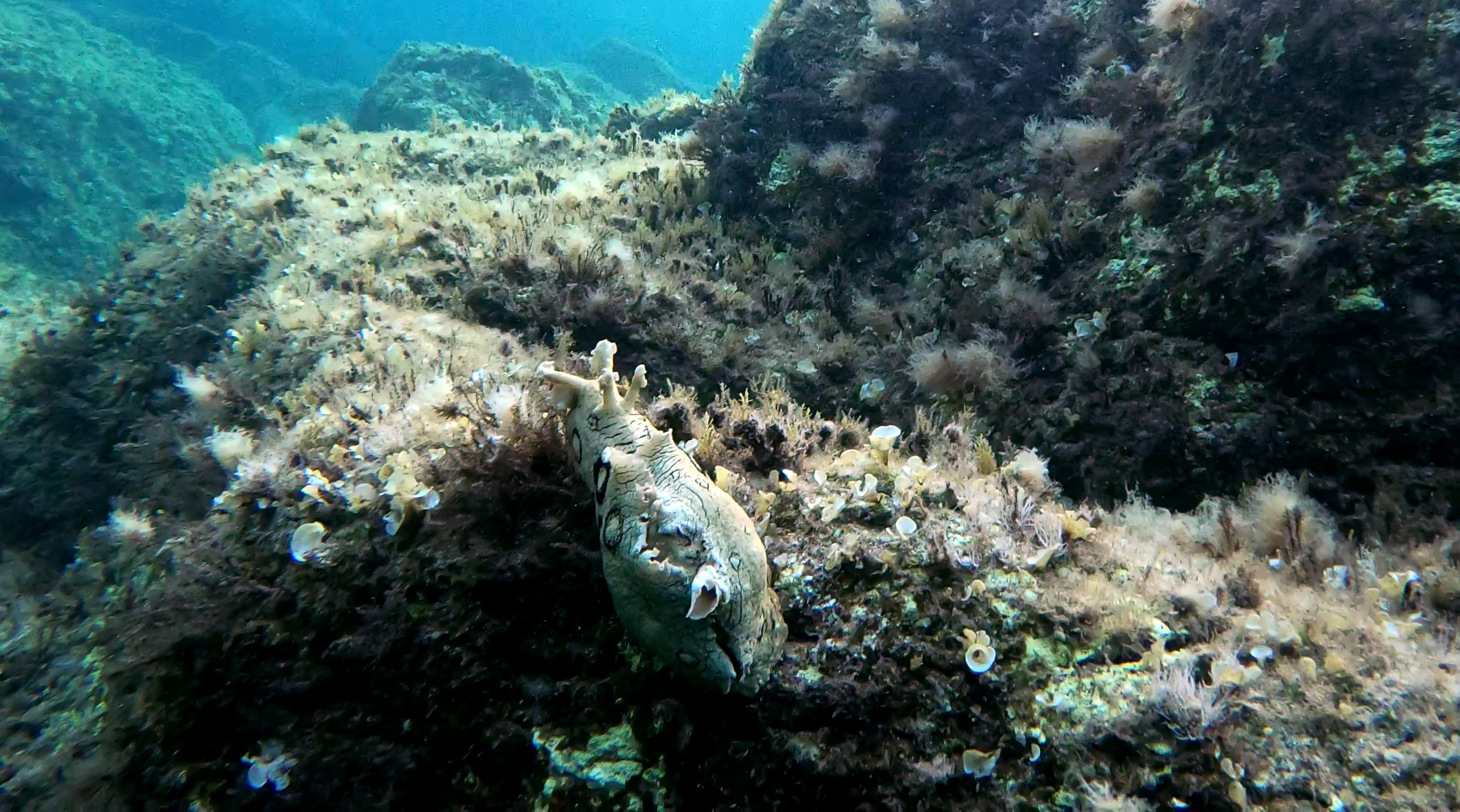 Lepre di mare dagli anelli - Spotted sea hare - Aplysia dactylomela - intotheblue.it