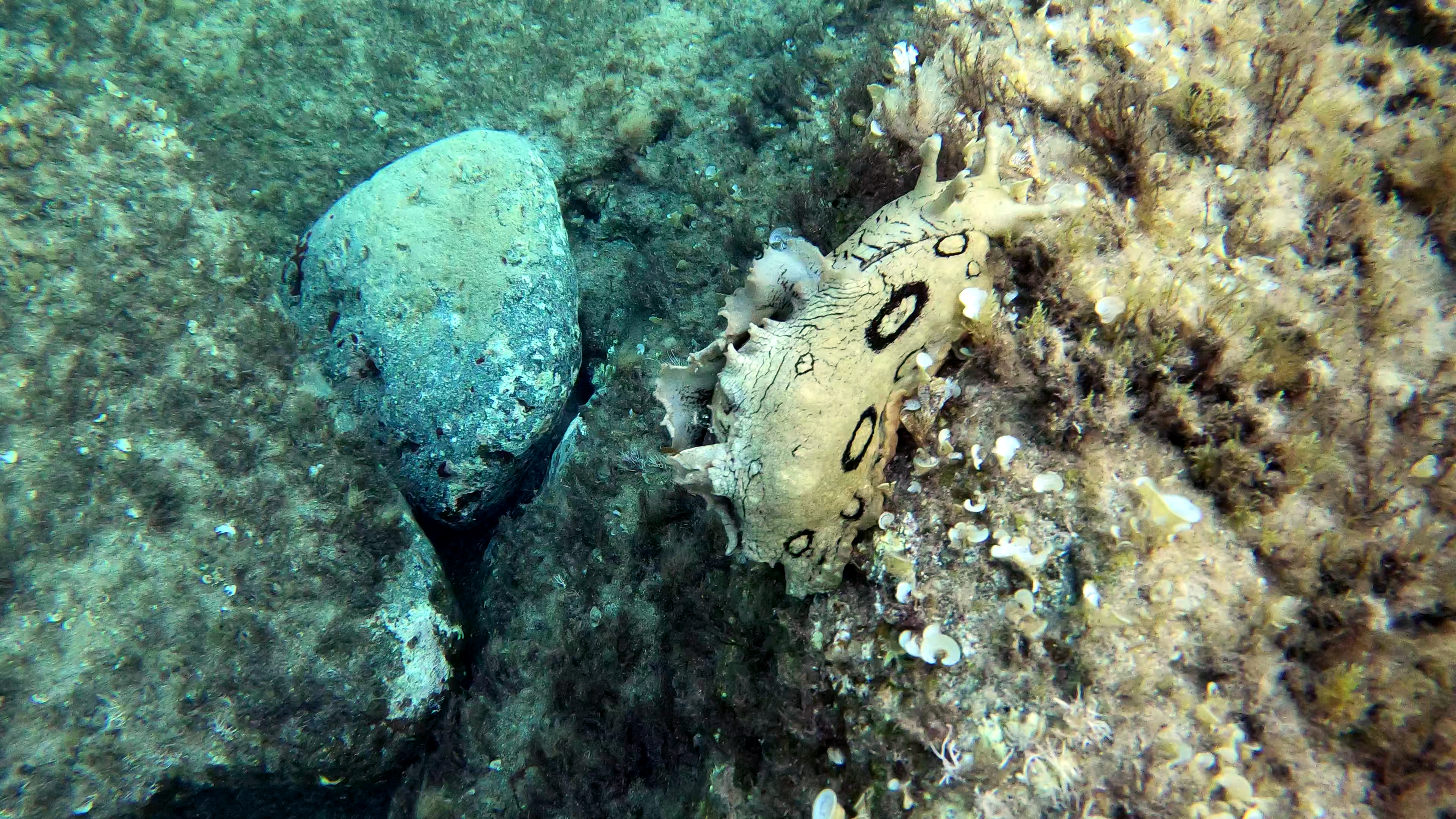 Spotted sea hare