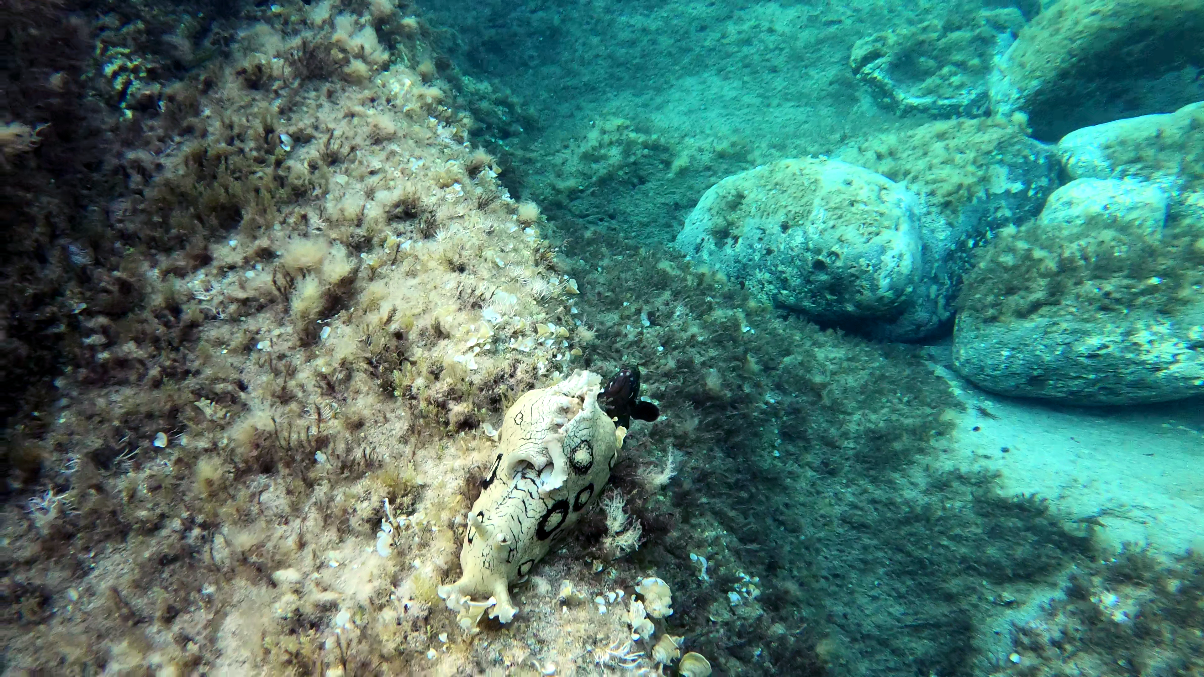 Lepre di mare dagli anelli - Spotted sea hare - Aplysia dactylomela - intotheblue.it