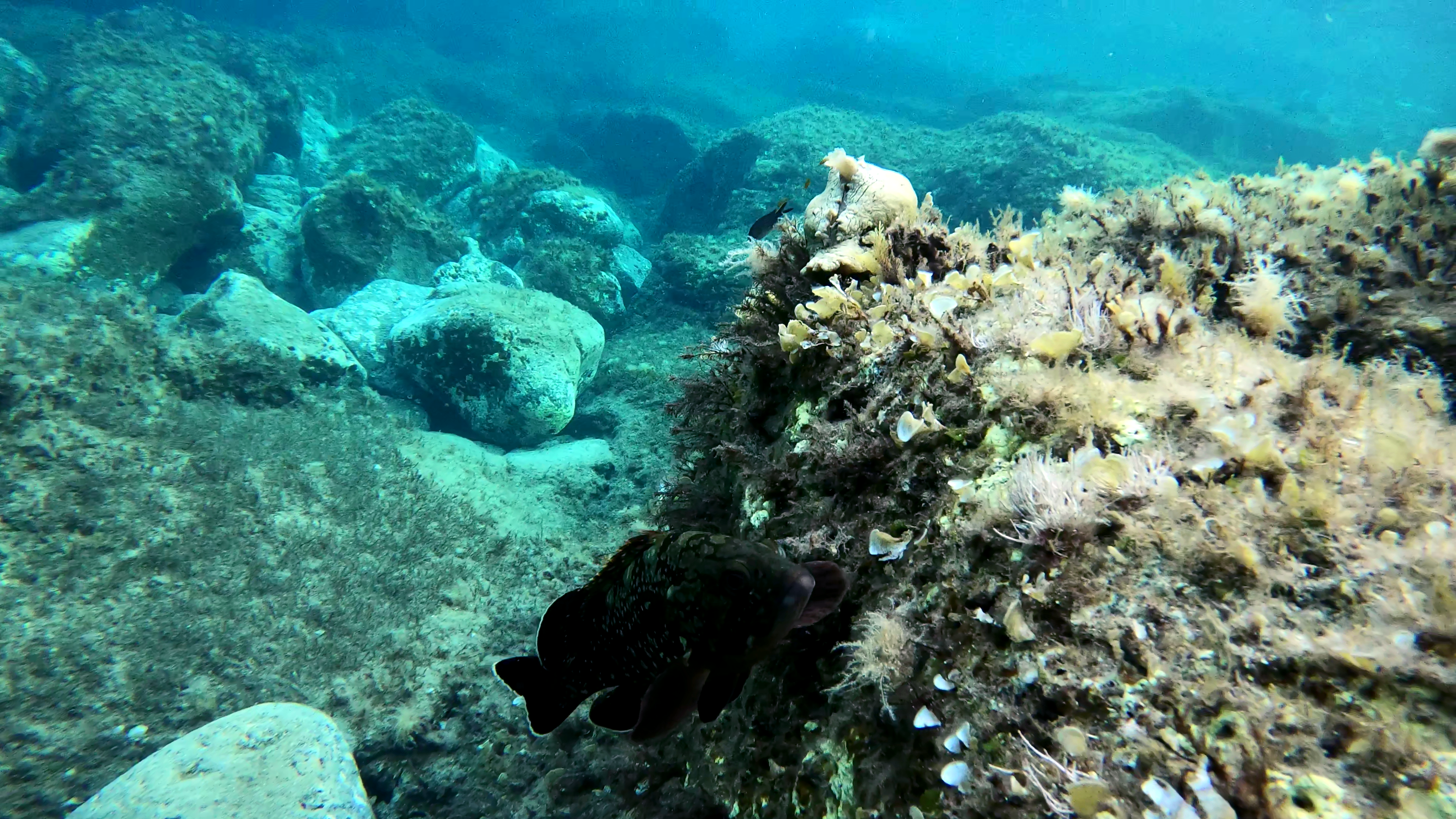 Lepre di mare dagli anelli - Spotted sea hare - Aplysia dactylomela - intotheblue.it