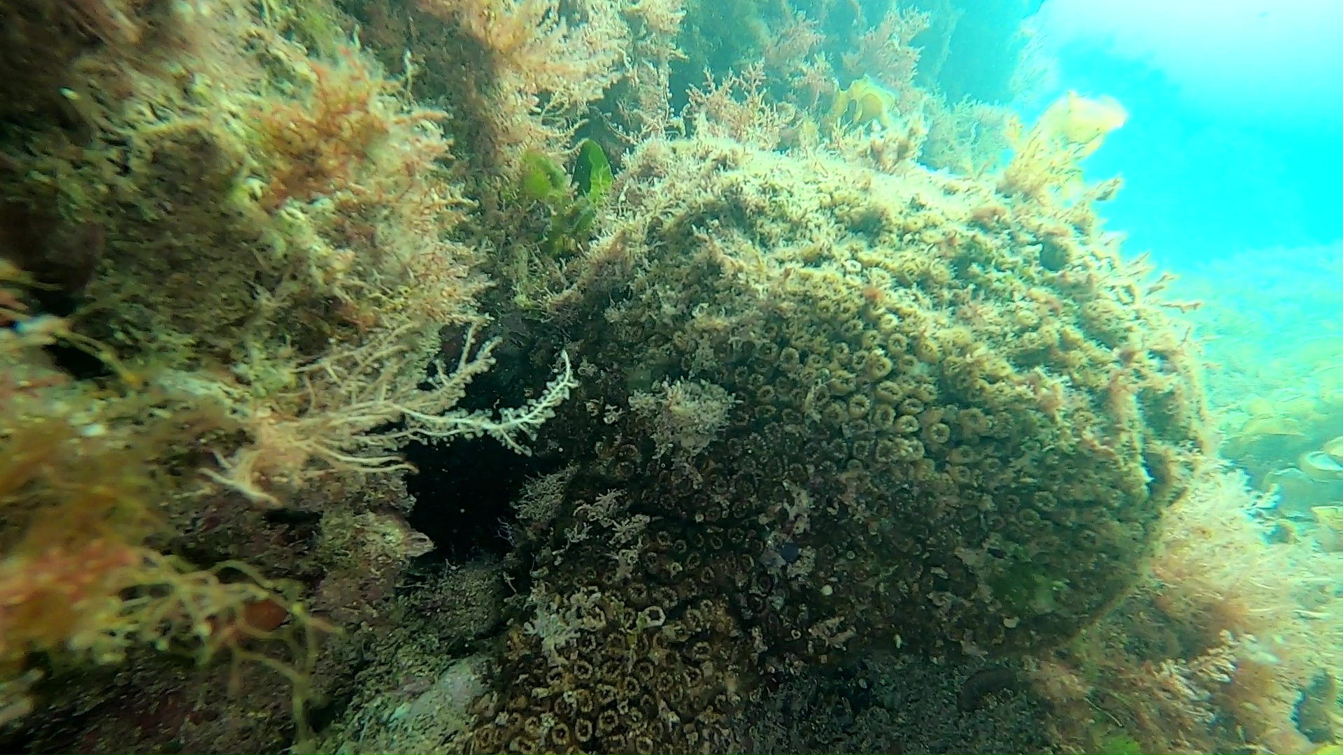 Madrepora a cuscino - Stony coral - Cladocora caespitosa - www.intotheblue.it