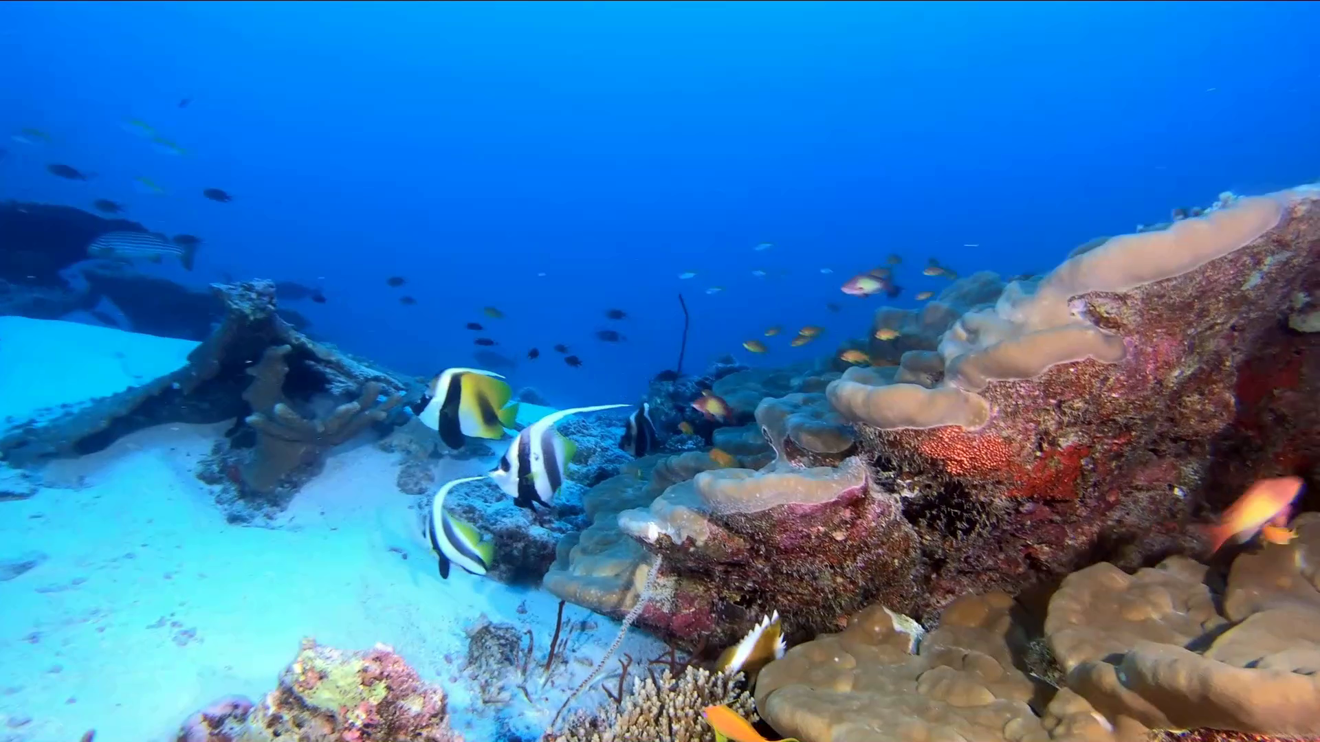 Schooling bannerfish - Heniochus diphreutes - false Moorish idol - pesce Farfalla dal vessillo - falso Idolo moresco - www.intotheblue.it