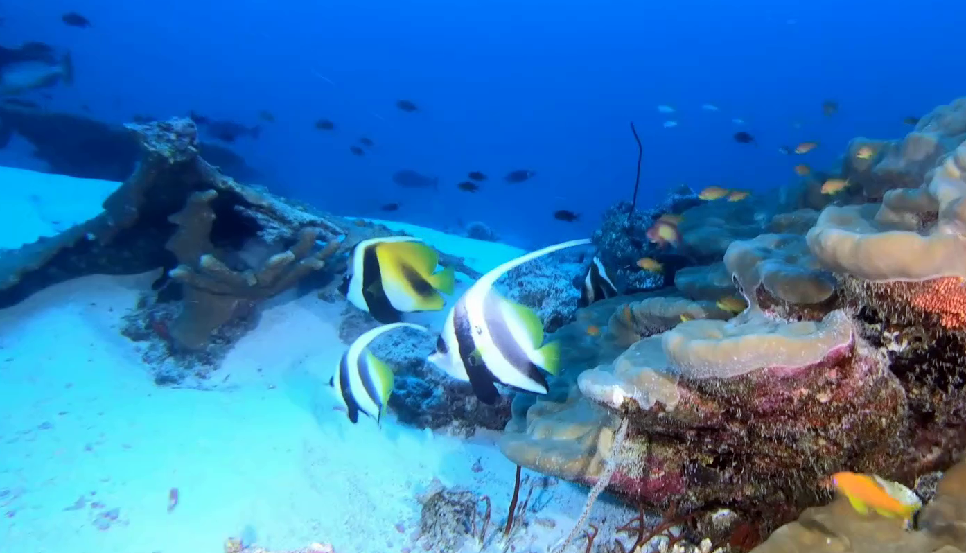 Schooling bannerfish - Heniochus diphreutes - false Moorish idol - pesce Farfalla dal vessillo - falso Idolo moresco - www.intotheblue.it