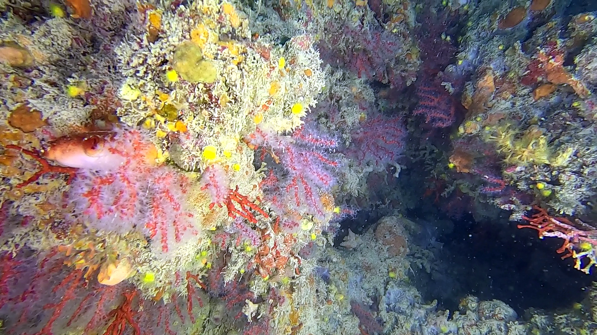 Scogliera coralligena di Calafuria con corallo rosso - Corallium rubrum - Coral reef of Calafuria with Precious coral - www.intotheblue.it