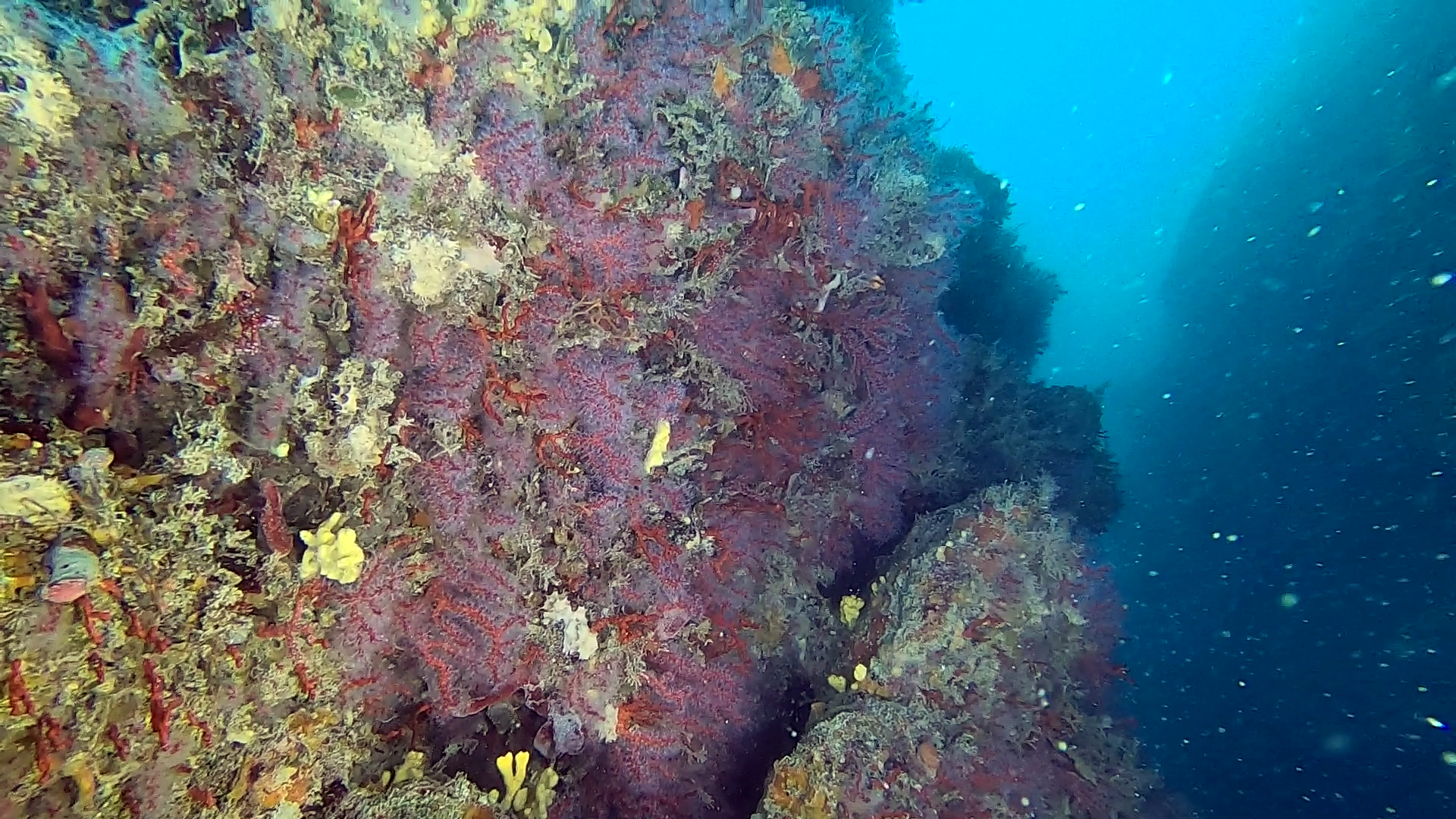 Scogliera coralligena di Calafuria con corallo rosso - Corallium rubrum - Coral reef of Calafuria with Precious coral - www.intotheblue.it